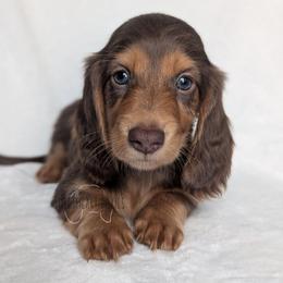 Boy 1 - Chocolate and tan male Dachshund puppy in San Diego, California from Sweetheart Doxies LLC