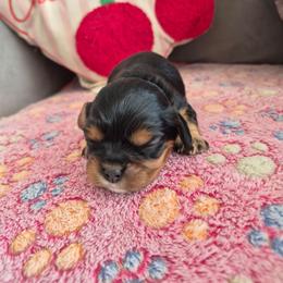 Purple girl - Black and tan female Cavalier King Charles Spaniel puppy in Medford, Oregon from Country Chic Cavaliers