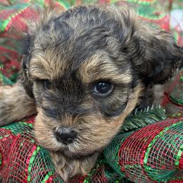 David handsome sable - Sable male Schnoodle puppy in Temple, Texas from Schnauzers Of Taylor