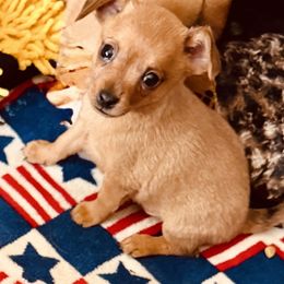 Boy 2 - Red male Prague Ratter puppy in Seward, Alaska from North Star Gem’s Prague Ratters