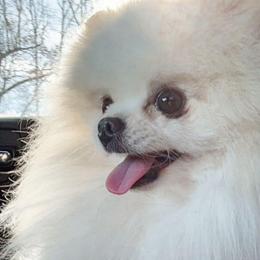 Monte - Cream male Pomeranian puppy in Paducah, Kentucky from Perennial Poms Pomeranian Breeder