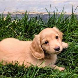 Pablo - Cream male Dachshund puppy in Medina, Ohio from English Cream Dream Dachshunds