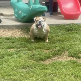 Boxers, Bulldogs, and French Bulldogs from Lafayette Bulldogs & Boxers