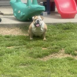 Boxers, Bulldogs, and French Bulldogs from Lafayette Bulldogs & Boxers