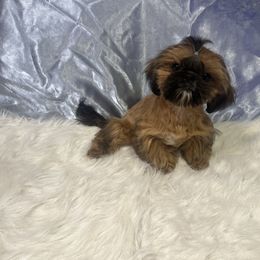 Butterfly(blue) - Black gold and white female Shih Tzu puppy in Tenino, Washington from Fantasy Realm Shih Tzus