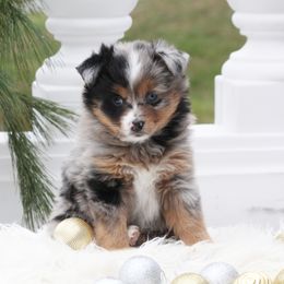 Jade - Blue merle female Miniature Australian Shepherd puppy in Mifflin, Pennsylvania from Cabin Hearth Miniature and Toy Australian Shepherds