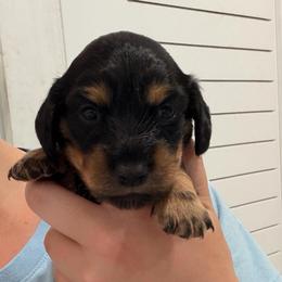 Sadie - Black and tan female Dachshund puppy in Southwest Ranches, Florida from Breezy Florida Dachshunds