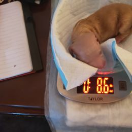 Dachshund Puppies from Cream Doxie Luv