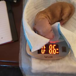 Dachshund Puppies from Cream Doxie Luv