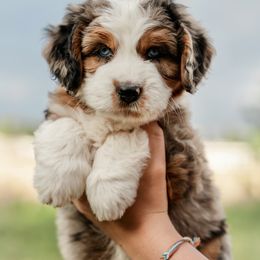 Aussiedoodle and Bernedoodle Puppies from Sassy Pants Pups