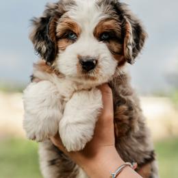 Aussiedoodle and Bernedoodle Puppies from Sassy Pants Pups