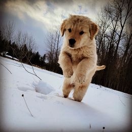 Golden Retriever Puppies from DoubleTake Goldens