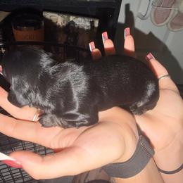 Black and cream boy - Cream male Dachshund puppy in Port Charlotte, Florida from Vicki's Dachshund Crossing