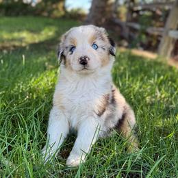 Tuesday - Blue merle male Australian Shepherd puppy in Richland, Washington from Bear Creek Aussies