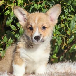 Yellow collar - Red female Pembroke Welsh Corgi puppy in Caliente, California from Rafter Cross 7