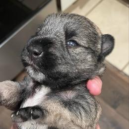 Peyton - Salt and pepper female Miniature Schnauzer puppy in Interlachen, Florida from Pam's Schnauzers