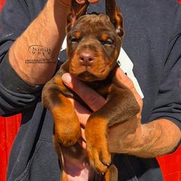 Othon - Red and rust male Doberman Pinscher puppy in China Township, Michigan from Snell's Superior Kennel Dobermann & GSP