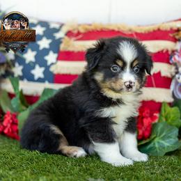 Anthem - Black tri male Miniature Australian Shepherd puppy in Granbury, Texas from Best Little Aussies