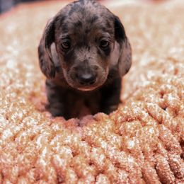 Dachshund Puppies from Miniature Alphas Dachshunds