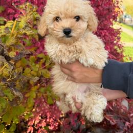 Winnie - Cream female Havapoo puppy in Pleasant Grove, Utah from Snuggle Buddies