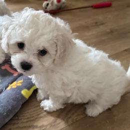 Toby - White and cream male Bichon Frise puppy in Clackamas, Oregon from Bonnie Maes' Bichon Frise Puppies