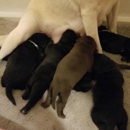 Labrador Retriever Puppies from Copper Creek Outfitters and Kennel