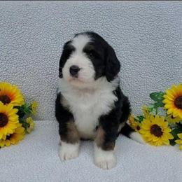 Dolly - Tri-color female Bernedoodle puppy in Ball Ground, Georgia from Foothills Family Doodles
