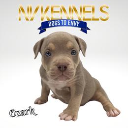 Boy 1 - American Bully puppy in Ocean City, Maryland from NV Kennels