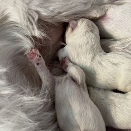 Boy 1 - White West Highland White Terrier puppy in Alabaster, Alabama from Southern Belle Westies