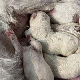 Boy 1 - White West Highland White Terrier puppy in Alabaster, Alabama from Southern Belle Westies