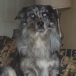 Phoenix - Australian Shepherd