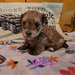 Sable girl 2 - Red sable female Havanese puppy in Deer Park, Washington from Mt. Top Havanese