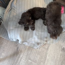 Havanese Puppies from Havanese on the Hill