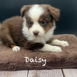 Daisy (On Hold), Champion bred from decades of amazing temperaments - Red tri female Toy Australian Shepherd puppy in Fairview, Tennessee from Hoffman Forest Acres LLC