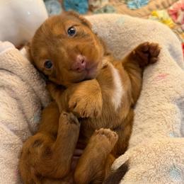 Elisa - Red female Dachshund puppy in Hensley, Arkansas from The Dachshund Barn