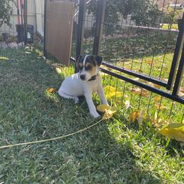 Jack Russell Terrier Puppies from Fair Dinkum Jack Russell Terriers