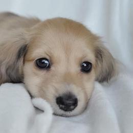 Dachshund Puppies from Dreamheart Dachshunds