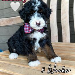 Henry - Tri-color male Bernedoodle puppy in Runaway Bay, Texas from Green Ranch Doodles