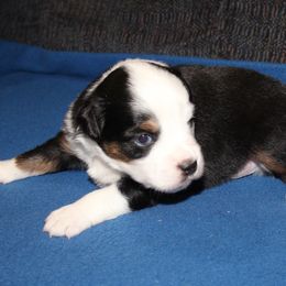 Geo, blue eyes - Black tri male Miniature American Shepherd puppy in Hillsdale, Michigan from Faithwalk Aussies and Mini American Shepherds