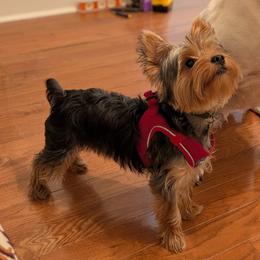 Yorkshire Terrier All Grown Up from Jeanie Broyles