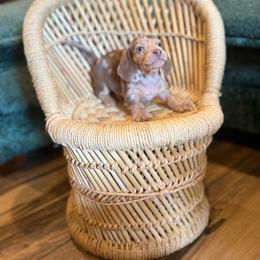 Dapple - Dapple male Dachshund puppy in Harold, Kentucky from Taylors Tiny Tails