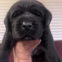 4th Pick Black Male - Black male Labrador Retriever puppy in Louisiana from Fetchmoore’s Labrador Retrievers
