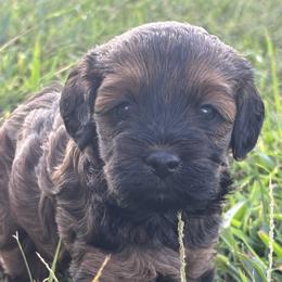 Jolene - Brown female Cockapoo puppy in Gay, Georgia from That’s My Puppy