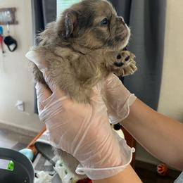 Boy 3 - Blue fawn male French Bulldog puppy in Hartsville, South Carolina from Amy's frenchies