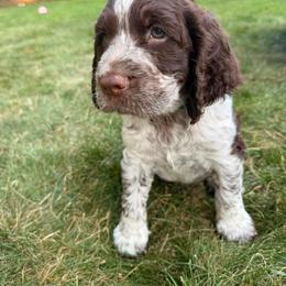 THEO - Liver white and roan male English Springer Spaniel puppy in Saginaw, Michigan from Kemerer Springers