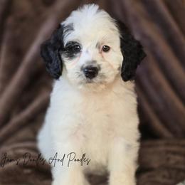 August - Black and white male Bernedoodle puppy in Cleveland, Georgia from Jam's Doodles And Poodles