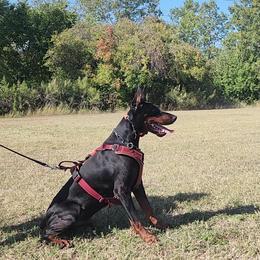Doberman Pinscher All Grown Up from Doig Dobermans
