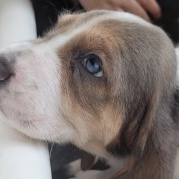 Orange - Blue tan and white Basset Hound puppy in Carleton, Michigan from Floppy Ears Farm