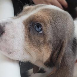 Orange - Blue tan and white Basset Hound puppy in Carleton, Michigan from Floppy Ears Farm