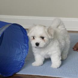 Coton de Tulear Puppies from Musique Cotons